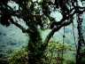 Dzikie drzewo w Górach Ruvenzori Afryka